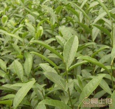 【貴州福選九號(hào)茶苗批發(fā)%福選9號(hào)茶苗哪家好】福選九號(hào)茶苗,價(jià)格,廠家,供應(yīng)商,其他農(nóng)業(yè),雅安市名山區(qū)惠農(nóng)苗木種植農(nóng)民專業(yè)合作社 - 產(chǎn)品庫(kù)